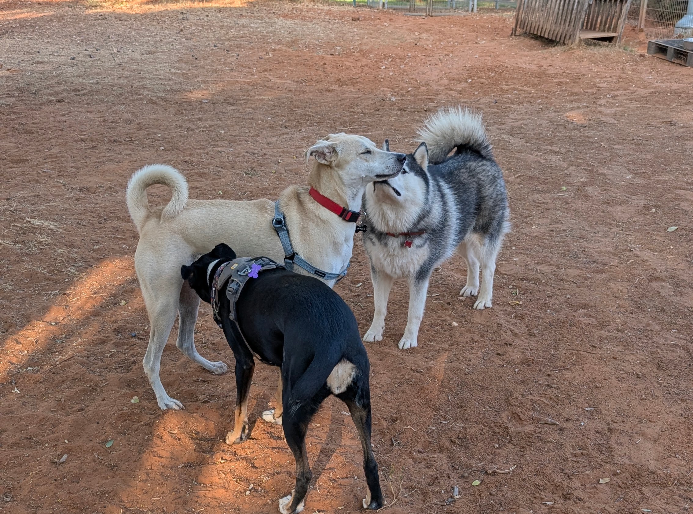 Dogs interacting and playing in a yard