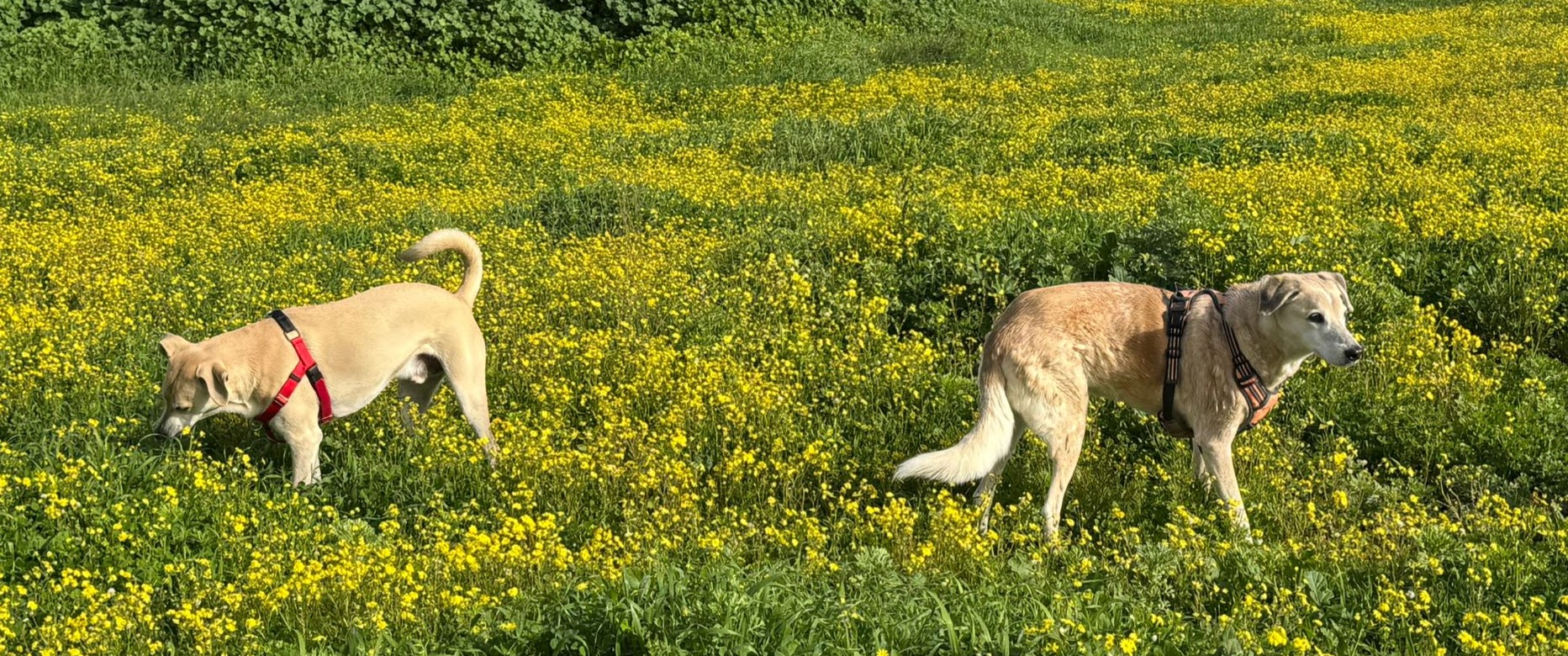 Mocha and Charlie exploring a field of yellow flowers